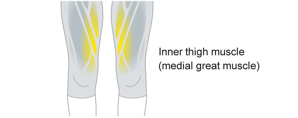 Inner thigh muscle (medial great muscle)